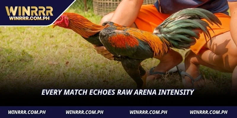 Every match echoes raw arena intensity