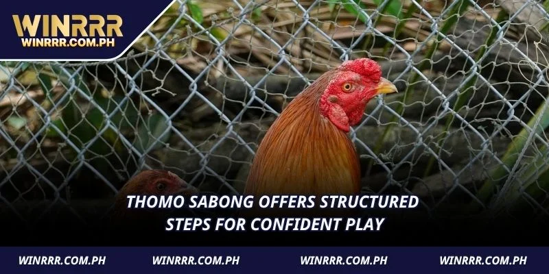 Thomo Sabong offers structured steps for confident play