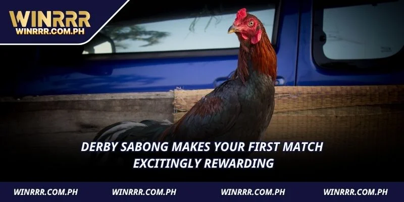 Derby Sabong makes your first match excitingly rewarding