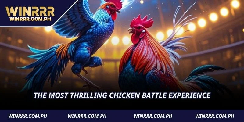 The most thrilling chicken battle experience