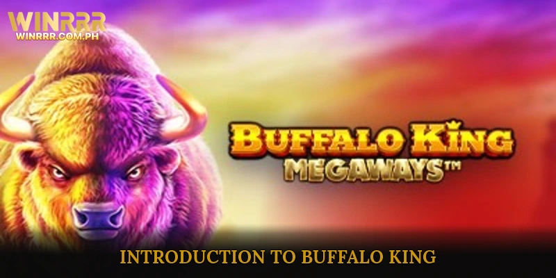 Introduction to Buffalo King